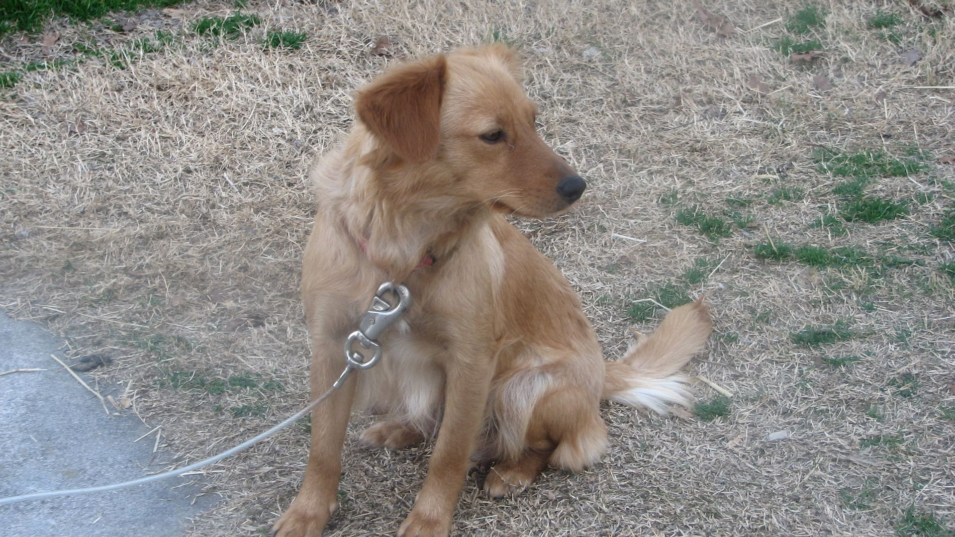 Chihuahua Lab Mix Dog Training Home Dog Types